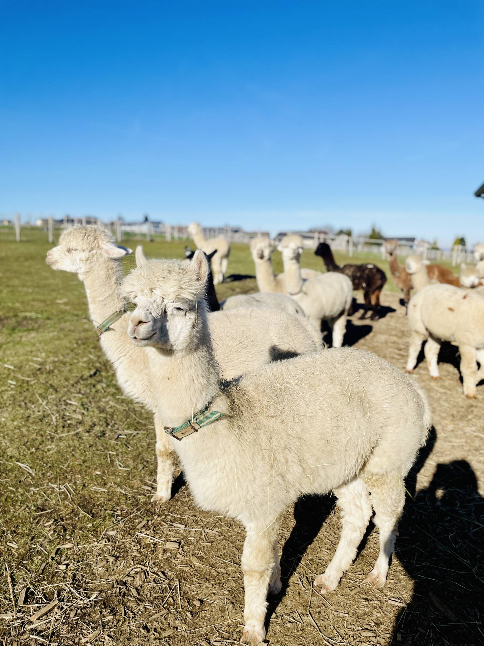 Die super flauschigen Alpakas Die super flauschigen Alpakas