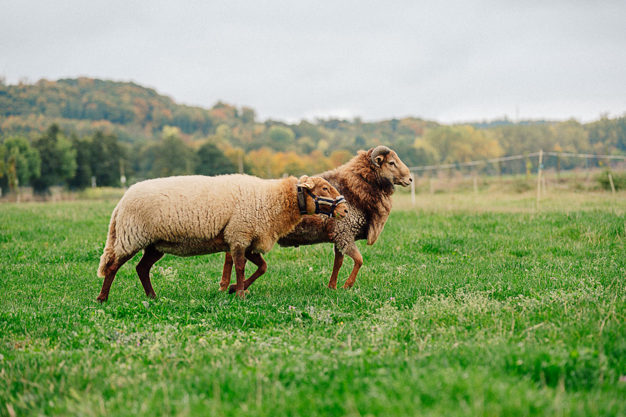 Bauernhof Korte in Menden im Märkischen Sauerland