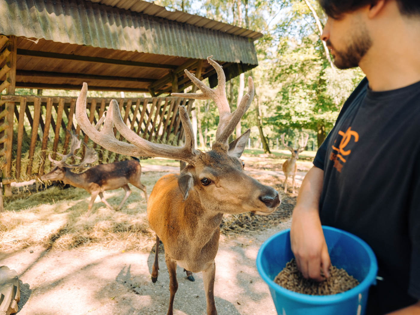 Wildgehege Mesekendahl in Schalksmühle im Märkischen Sauerland Wildgehege Mesekendahl in Schalksmühle im Märkischen Sauerland