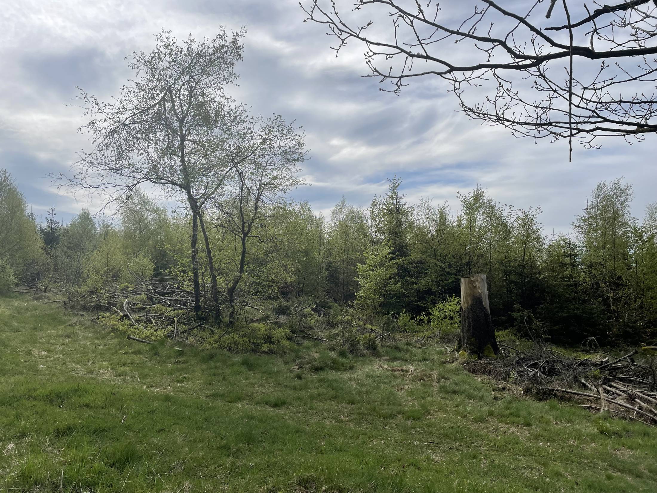 Rangerführung durch das Ebbegebirge im Märkischen Sauerland