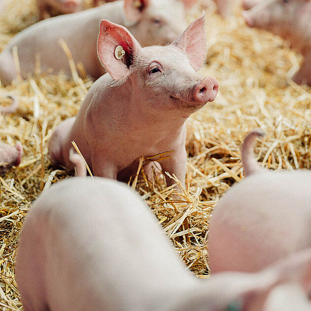 Bauernhof Korte in Menden im Märkischen Sauerland