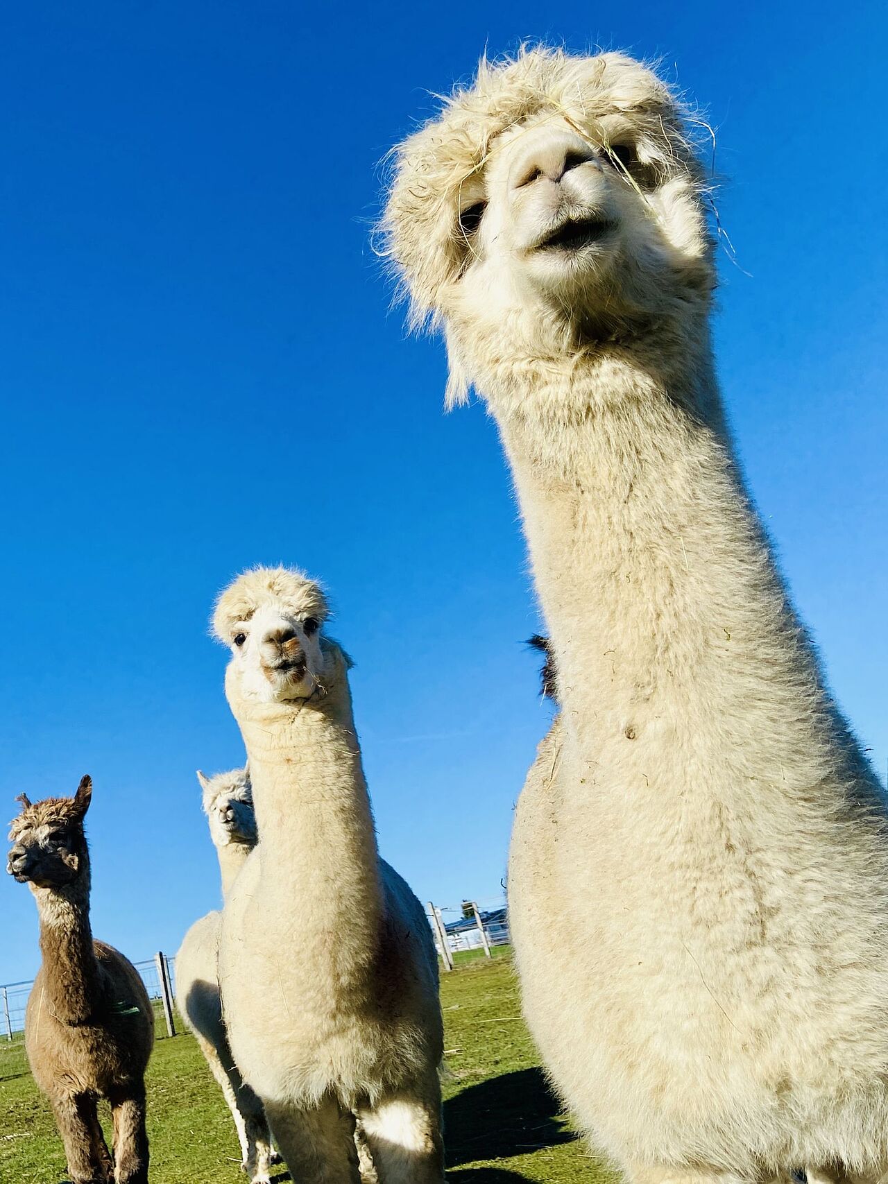Mit ihren langen Hälsen könnten sie den Giraffen glatt konkurrieren Mit ihren langen Hälsen könnten sie den Giraffen glatt konkurrieren