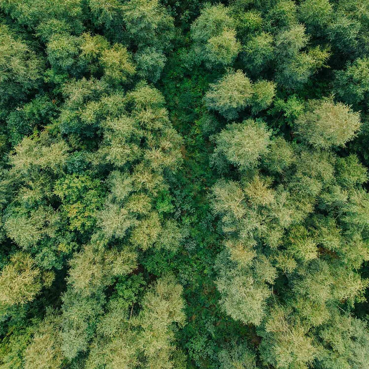 Luftbild Wald im Märkischen Sauerland Luftbild Wald im Märkischen Sauerland