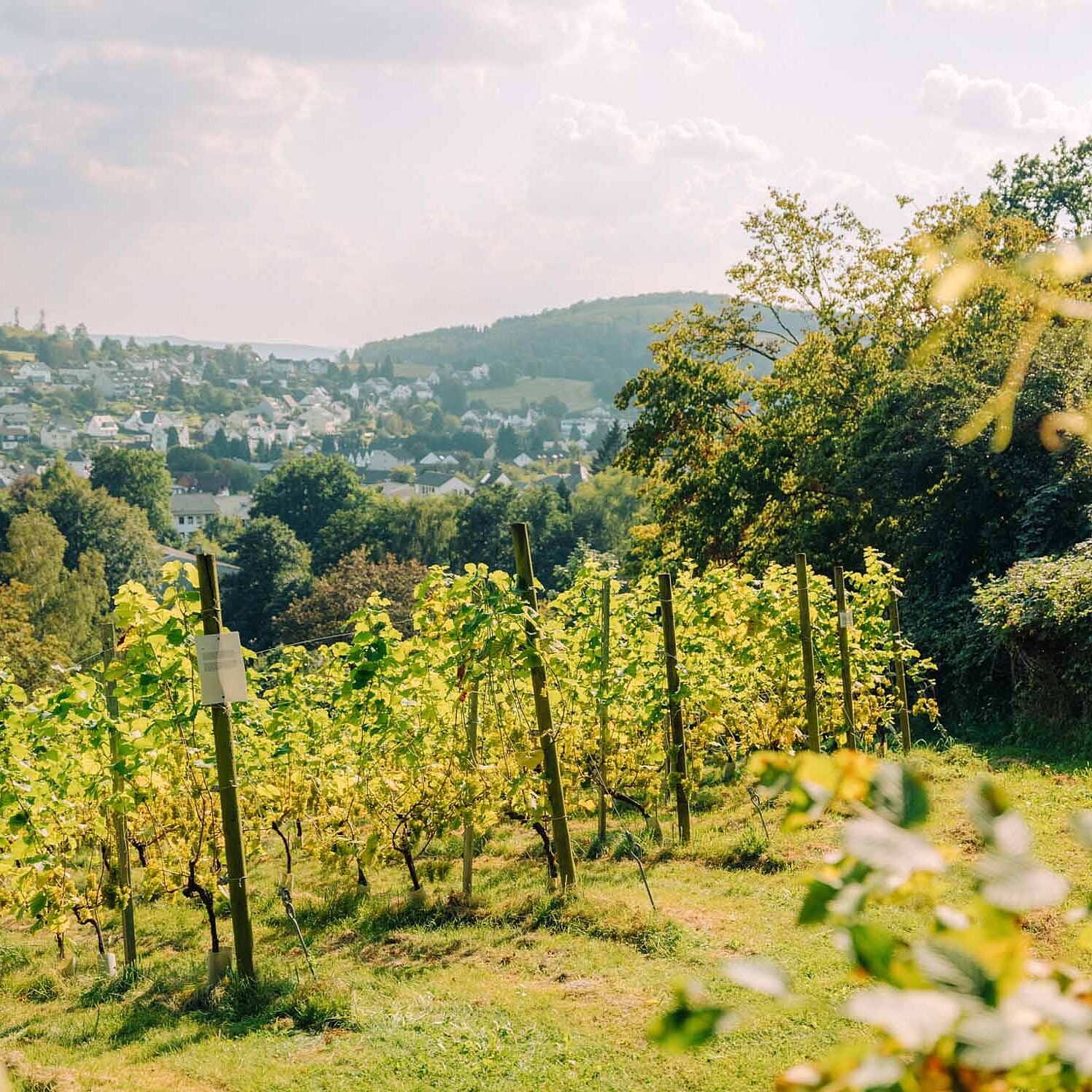 Weinberg Neuenrade im Märkischen Sauerland