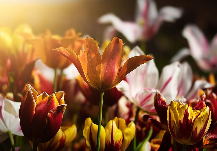 Blumen