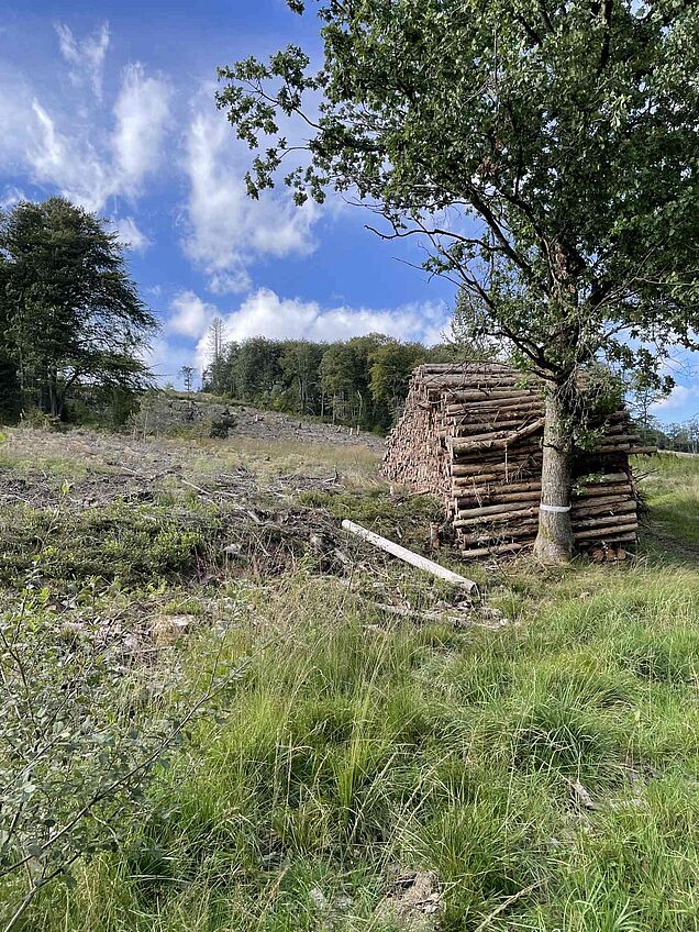 Holzstapel am Wegesrand