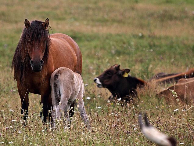 Wildpferde im Naturschutzgebiet Apricke bei Hemer
