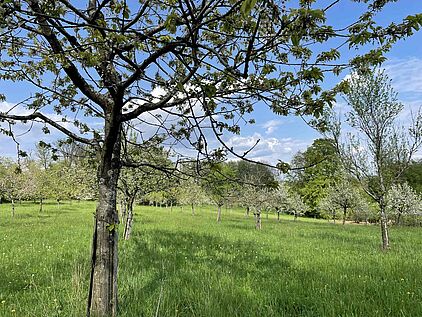 Streuobstwiesen im Märkischen Sauerland