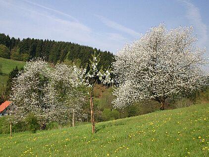 Streuobstwiesen im Märkischen Sauerland