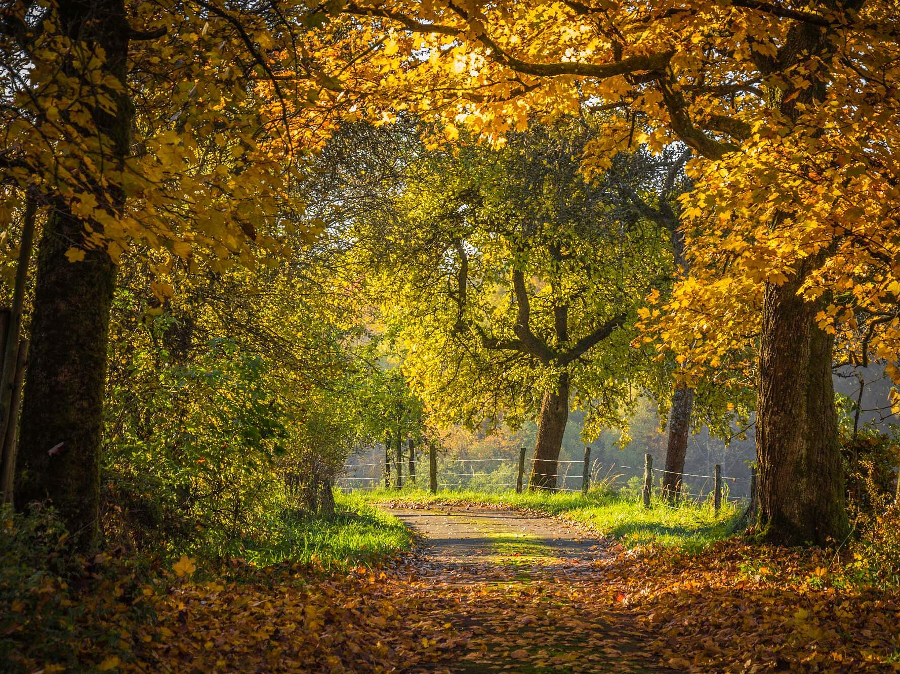 Wanderweg Herscheid Waldroute