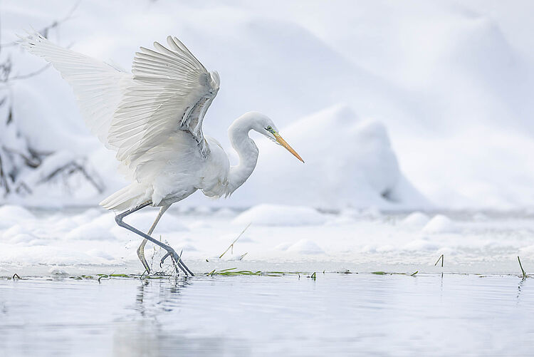 Fotoausstellung Fotoverein Halver - Ein Wasservogel / c Foto Ulrich Diez