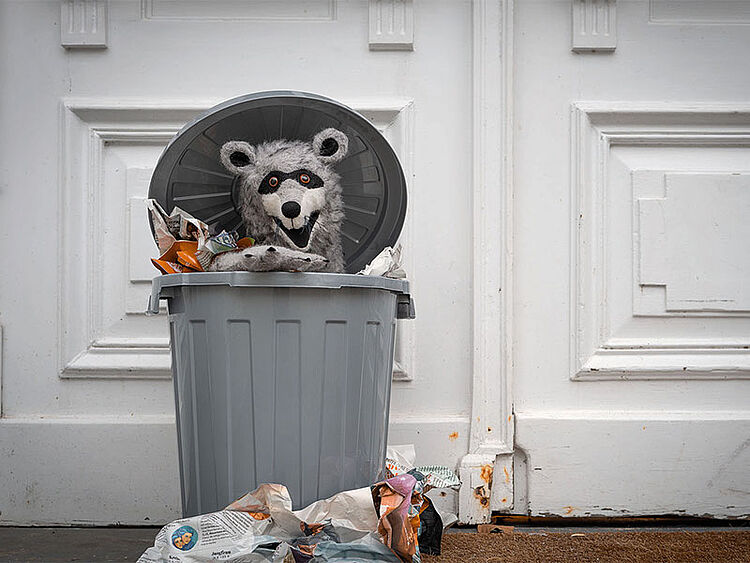 Waschbär Willi Wippermann Foto Rüdiger vom Brocke