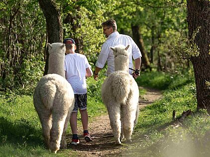 Auf Alpaka-Wanderung mit den Höhendorf Alpakas in Nachrodt-Wiblingwerde im Märkischen Sauerland Auf Alpaka-Wanderung mit den Höhendorf Alpakas in Nachrodt-Wiblingwerde im Märkischen Sauerland