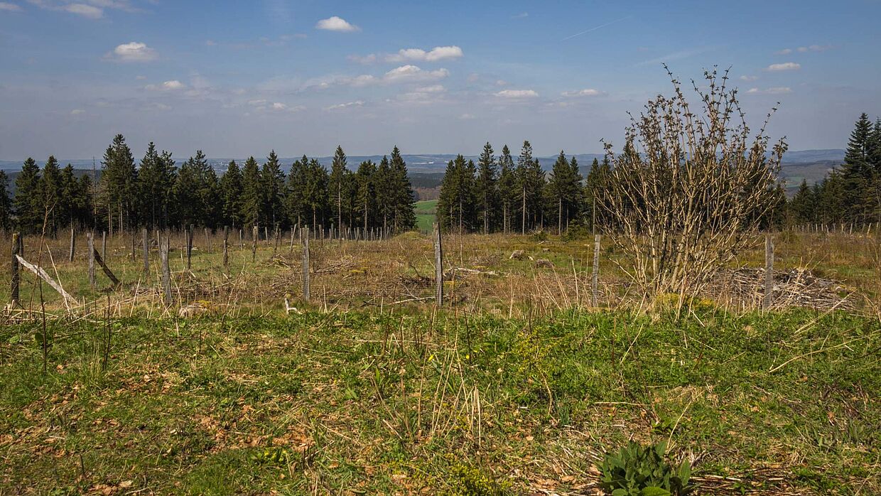 Die Nordhelle im Ebbegebirge 
