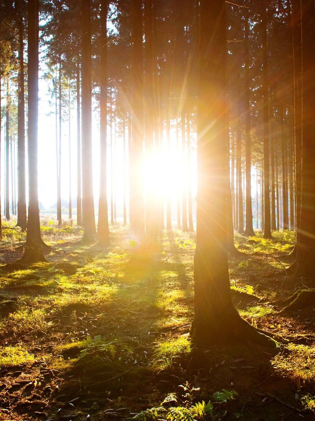 Waldspaziergänge bei Sonnenschein ergeben tolle Stimmungsbilder Waldspaziergänge bei Sonnenschein ergeben tolle Stimmungsbilder