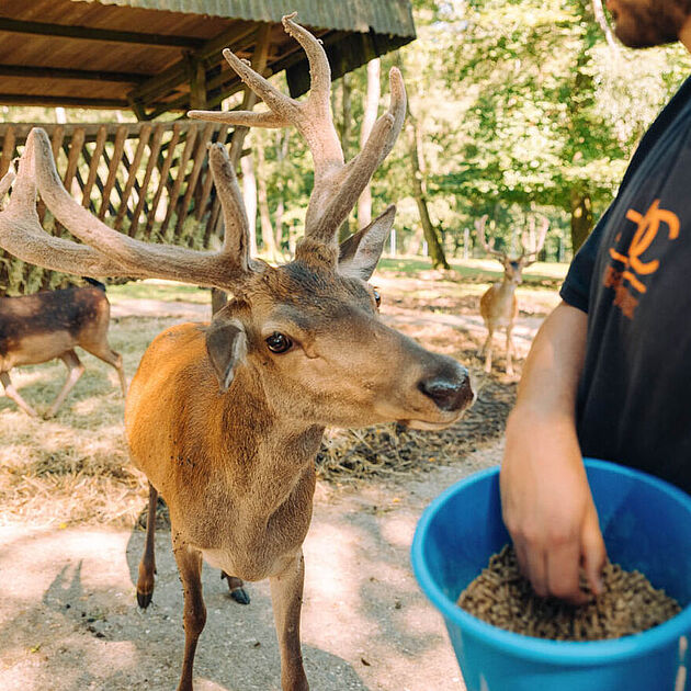 Wildgehege Mesekendahl in Schalksmühle im Märkischen Sauerland