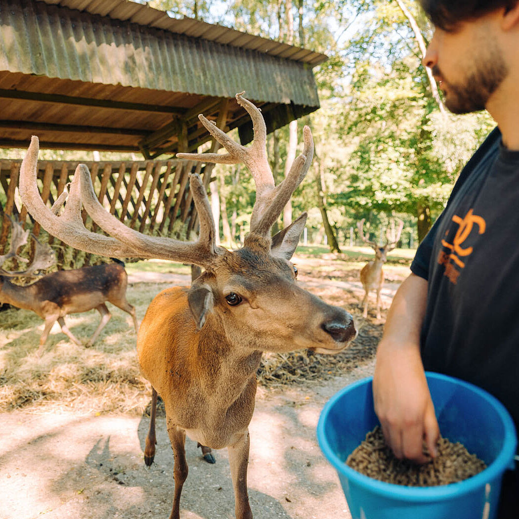 Wildgehege Mesekendahl in Schalksmühle im Märkischen Sauerland