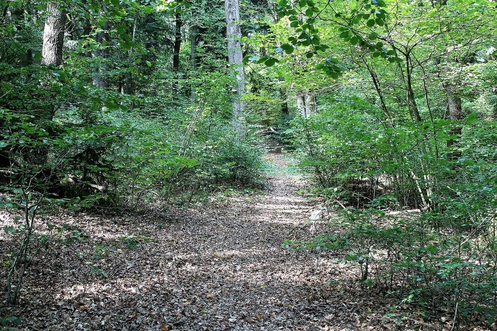Hohlweg Haumche im Stadtgebiet von Meinerzhagen Hohlweg Haumche im Stadtgebiet von Meinerzhagen