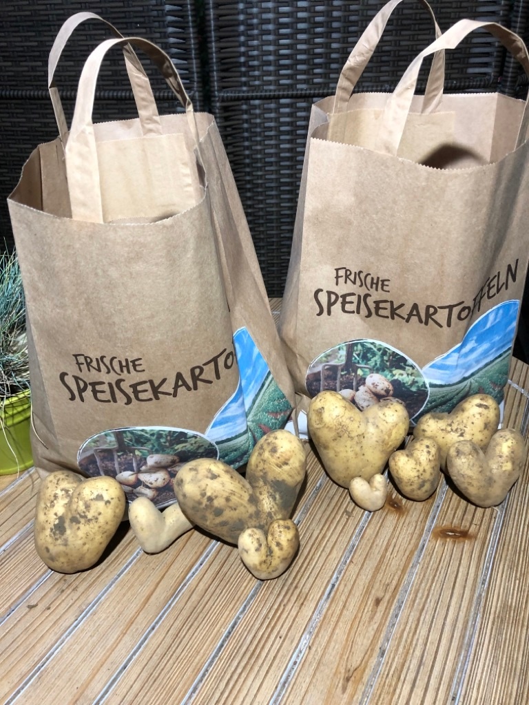 Frische Kartoffelernte Frische Kartoffelernte