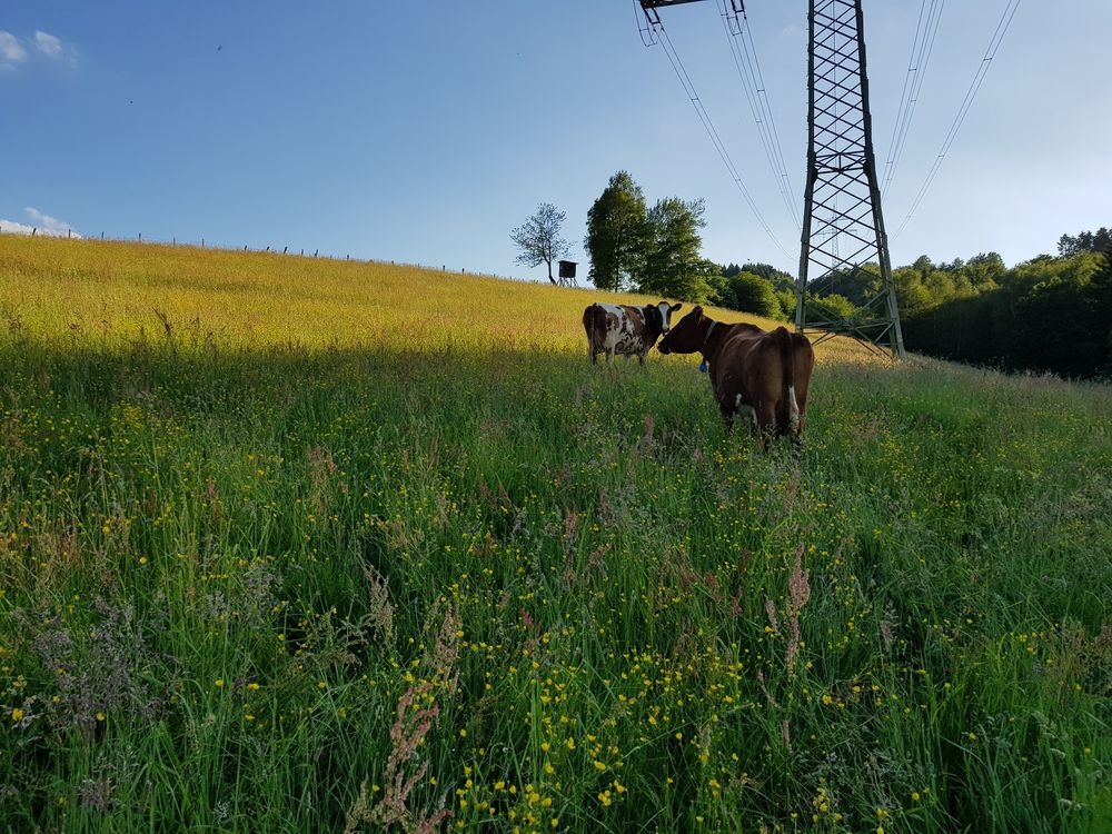 Kühe auf dem Bauernhof Bühner Kühe auf dem Bauernhof Bühner