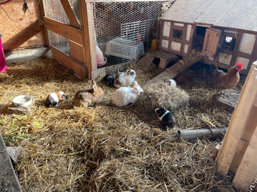 Auch Kaninchen gibt es zu entdecken Auch Kaninchen gibt es zu entdecken