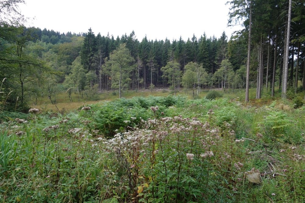 Die weite Moorlandschaft Die weite Moorlandschaft