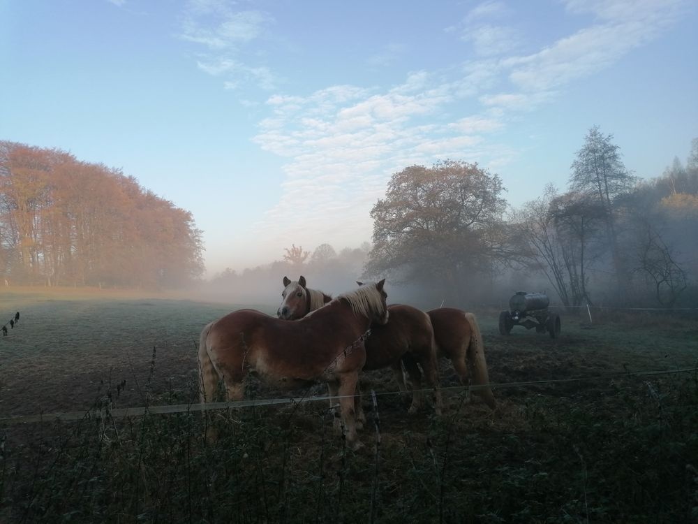 Mitten in schöner Natur liegt der Ponyhof Mitten in schöner Natur liegt der Ponyhof