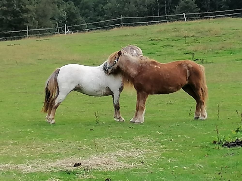 Zutrauliche Tiere Zutrauliche Tiere