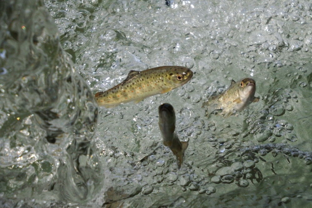 Forellen im Wasser Forellen im Wasser