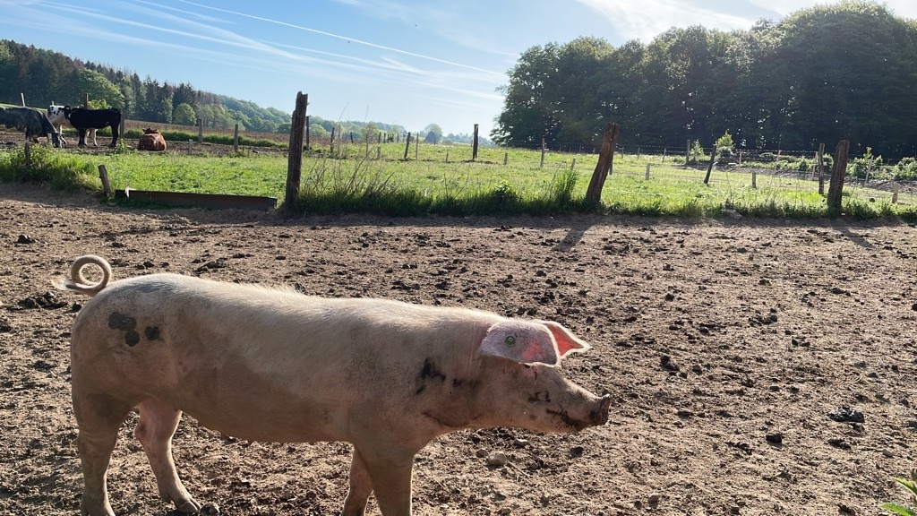 Glückliche Schweine auf dem Hof Glückliche Schweine auf dem Hof