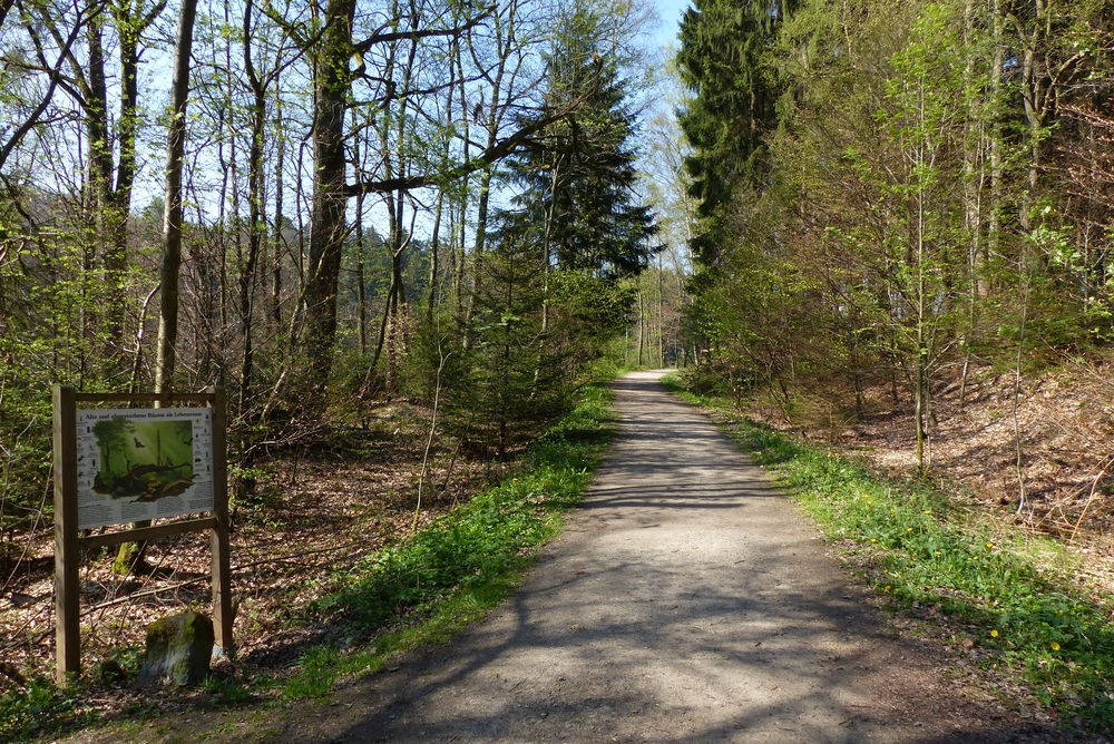 Waldweg entlang des Naturlehrpfades Waldweg entlang des Naturlehrpfades