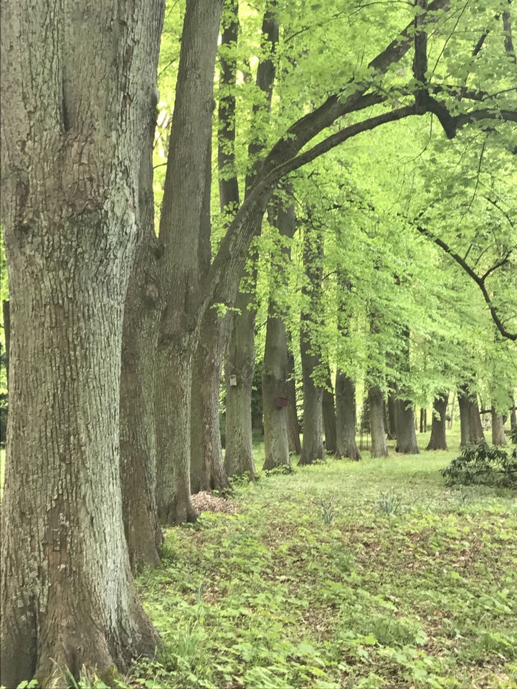 Lindenallee Lindenallee