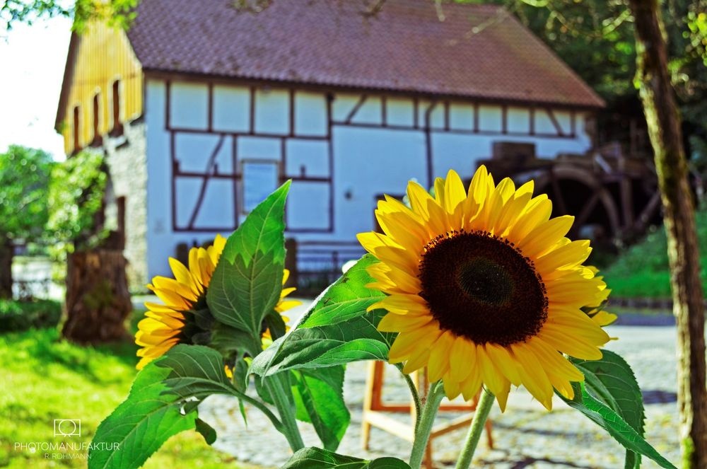 Heesfelder Mühle Heesfelder Mühle