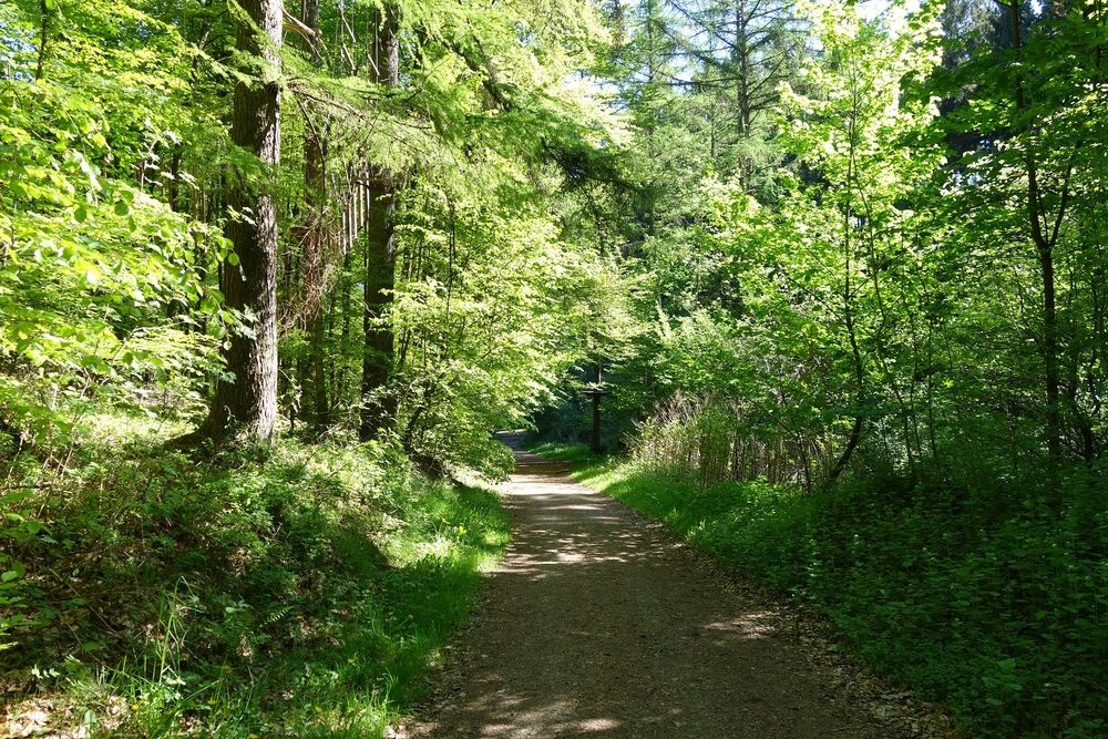Mitten durch den Wald und die Natur führt der Trim Mitten durch den Wald und die Natur führt der Trim
