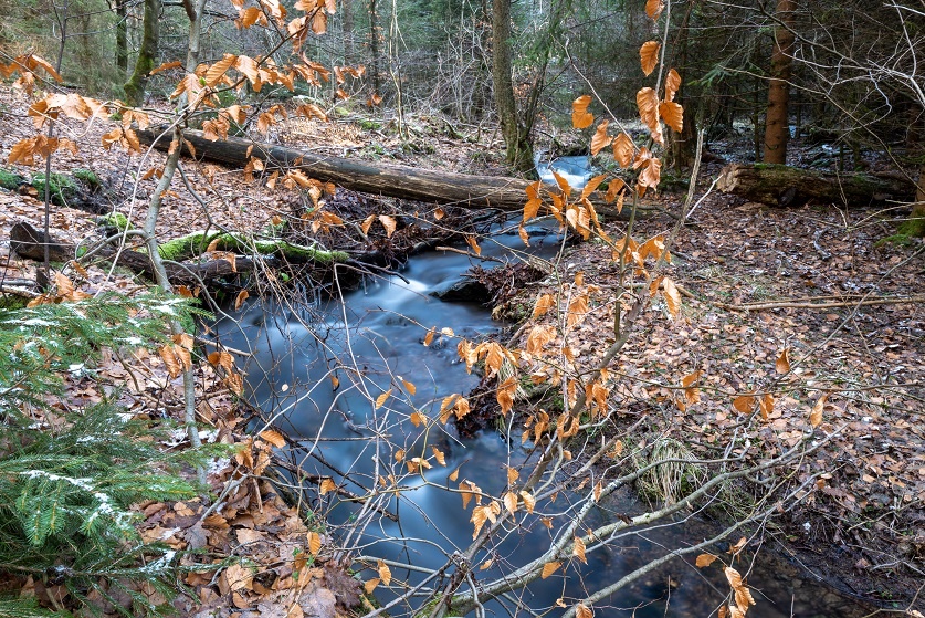 Die wilde Ennepe im Naturschutzgebiet (2) Die wilde Ennepe im Naturschutzgebiet (2)