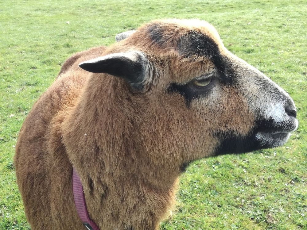 Auch andere tierische Bewohner leben auf dem Hof Auch andere tierische Bewohner leben auf dem Hof