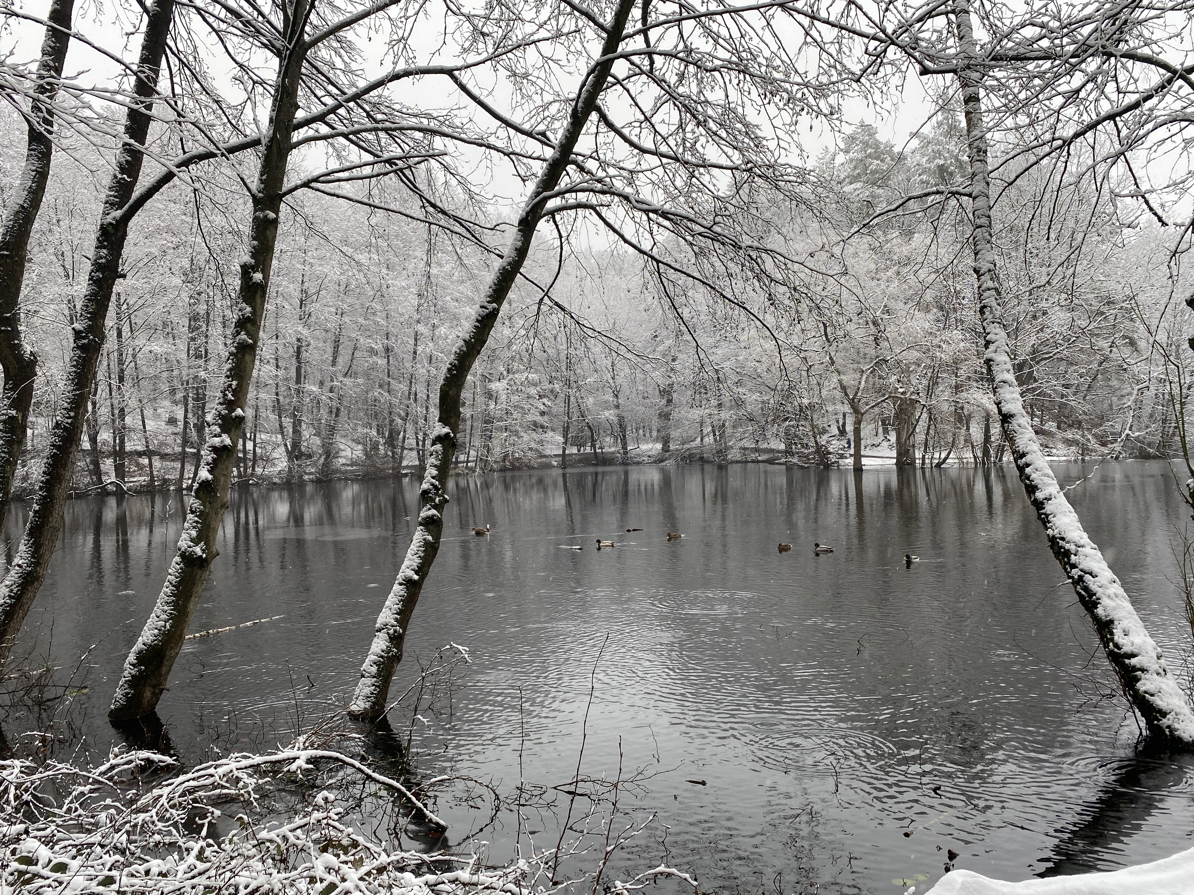 Hexenteich im Winter