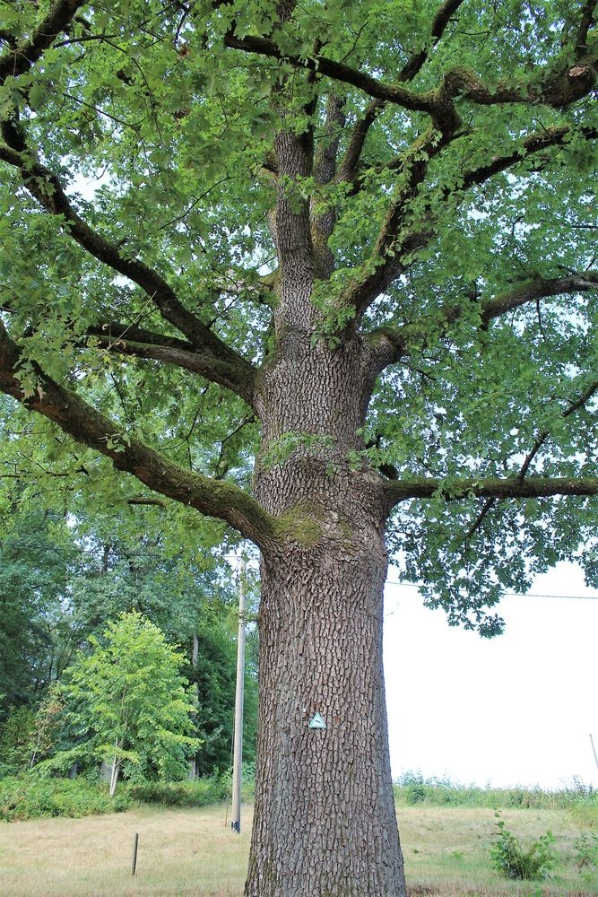 Als Naturdenkmal gekennzeichnet Als Naturdenkmal gekennzeichnet