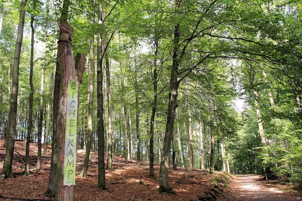 Der Lebensraum Wald ist zentrales Thema Der Lebensraum Wald ist zentrales Thema