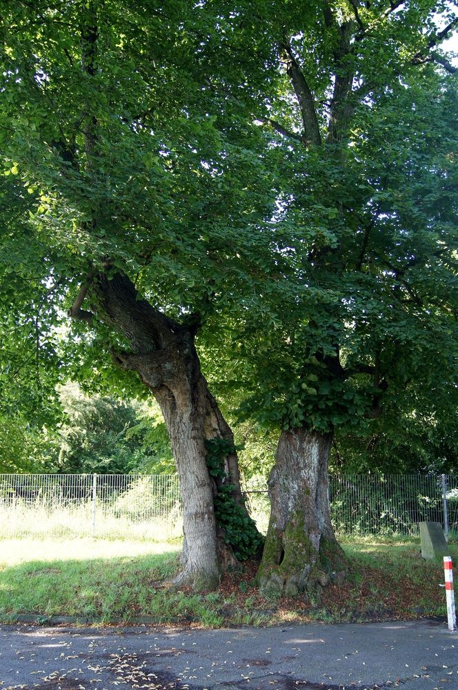 Früher Gerichtsbaum - heute Naturdenkmal Früher Gerichtsbaum - heute Naturdenkmal