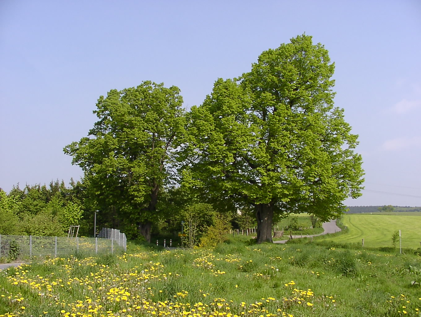 Thingslinde (links) und Kaiser-Wilhelm-Linde Thingslinde (links) und Kaiser-Wilhelm-Linde