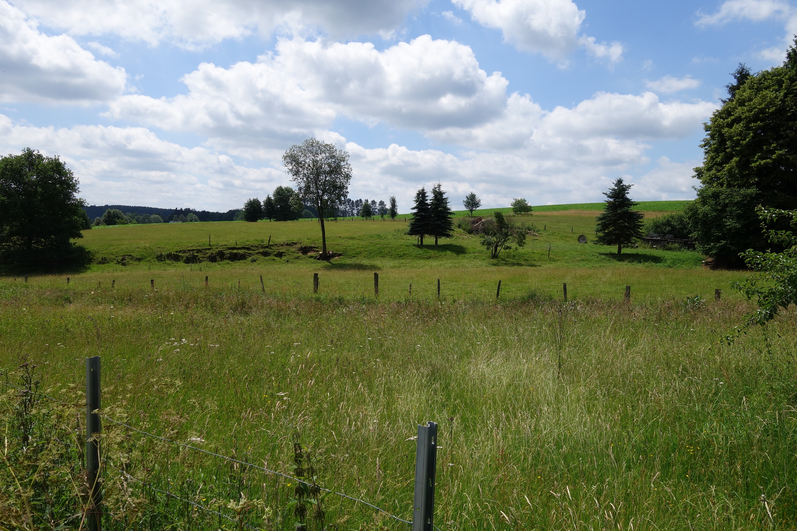 Wiesen und Weiden entlang des (Spazier-)Wanderweges