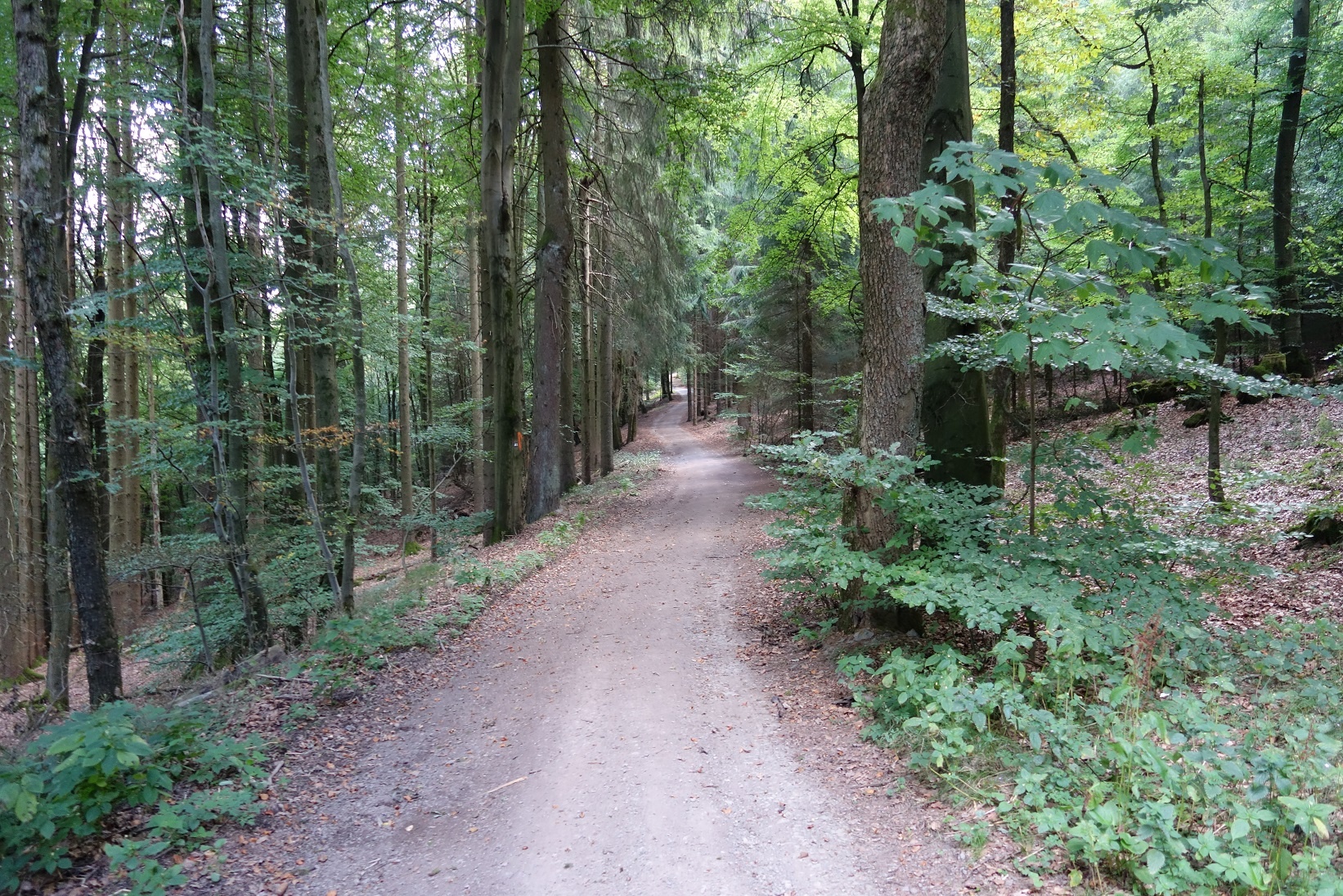 Der Weg schlängelt sich durch den Wald