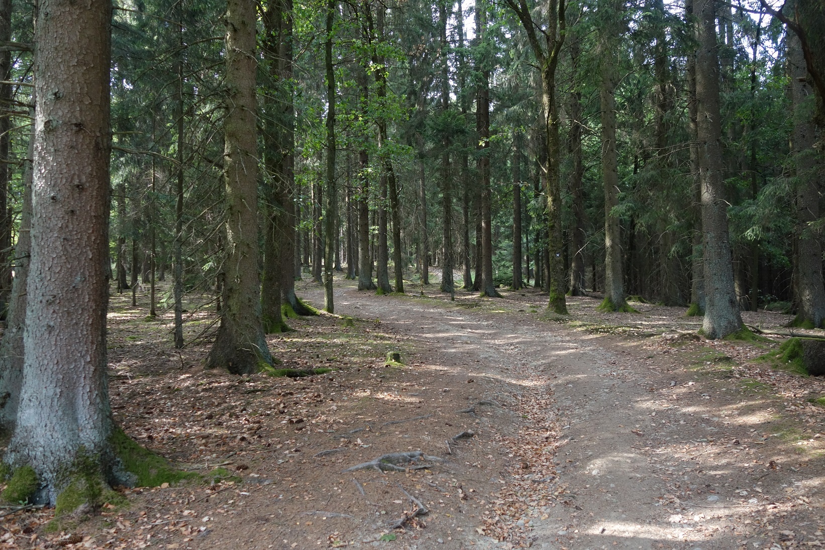 Der Weg schlängelt sich öfters durch die örtlichen Wälder