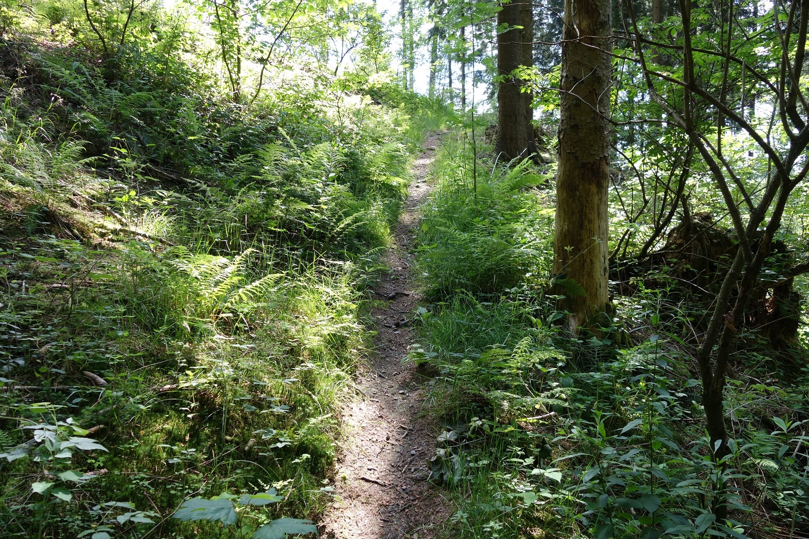 Enge, naturnahe Pfade sind auch Wegebestandteil Enge, naturnahe Pfade sind auch Wegebestandteil