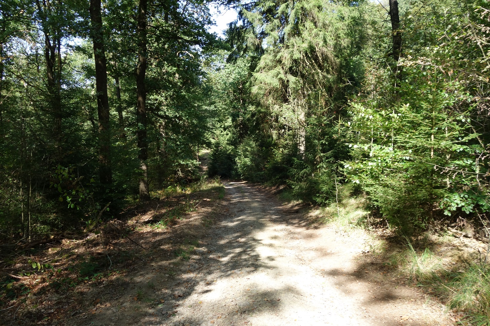 Durch dichte und ruhige Wälder führt uns der Weg zurück