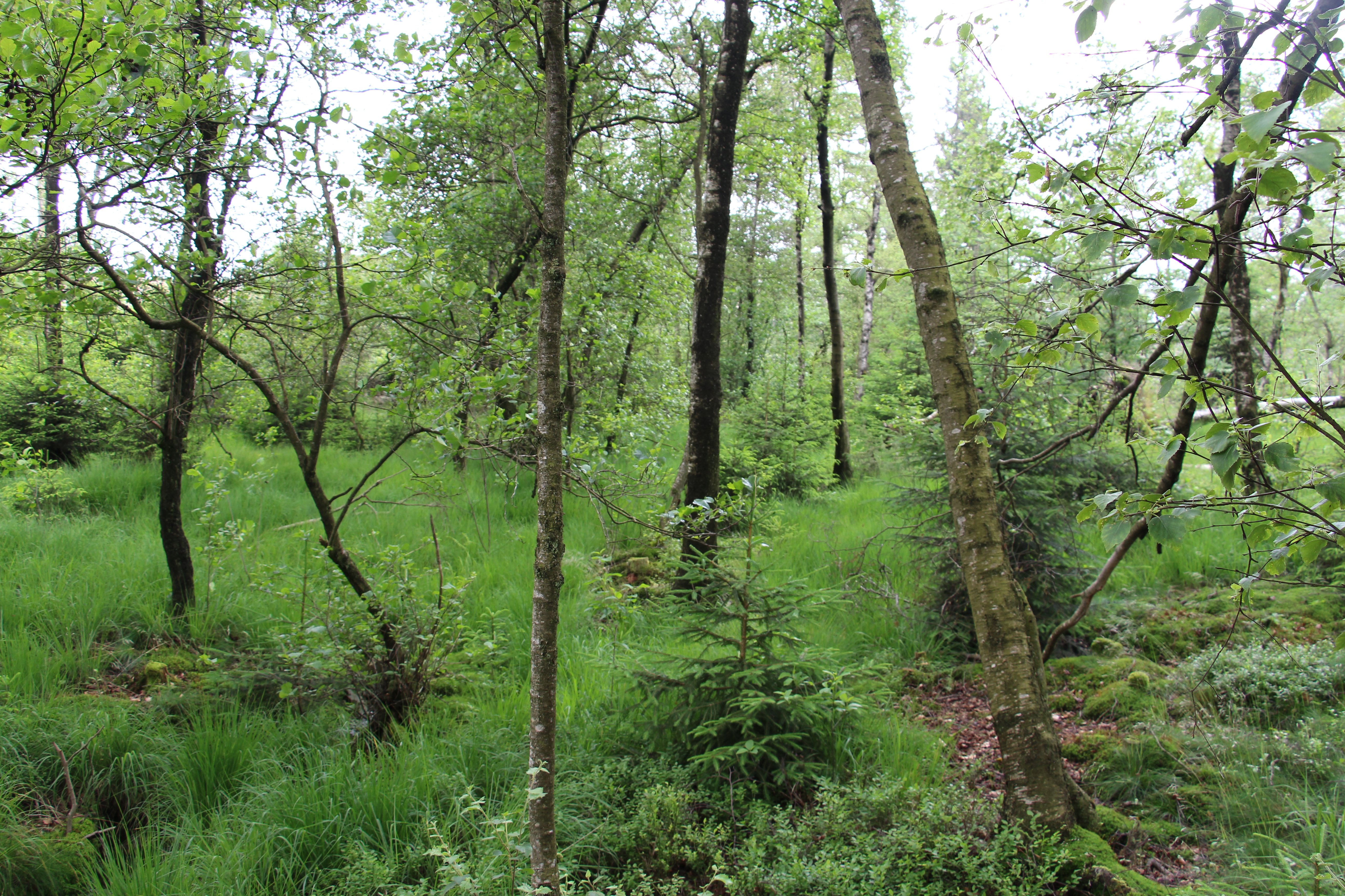 Wald am Piwitt