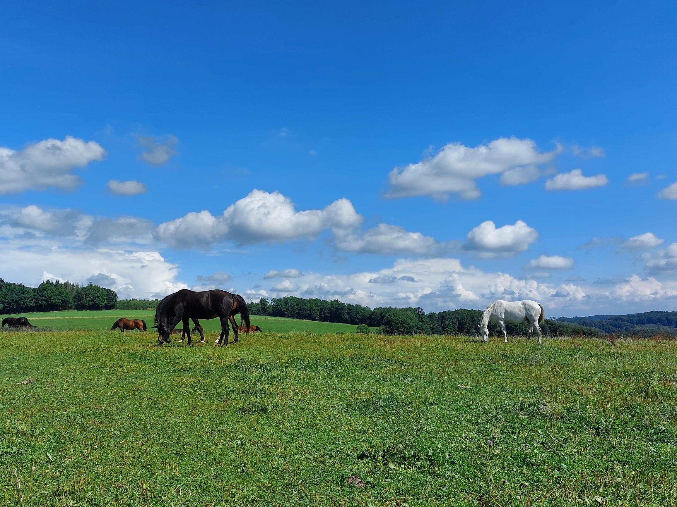 Blick auf eine Pferdewiese aufd em Wixberg Blick auf eine Pferdewiese aufd em Wixberg