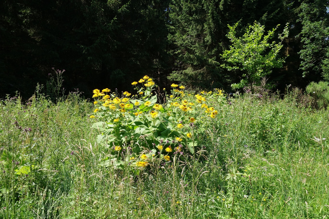 Abwechslungreiche Blütenpracht
