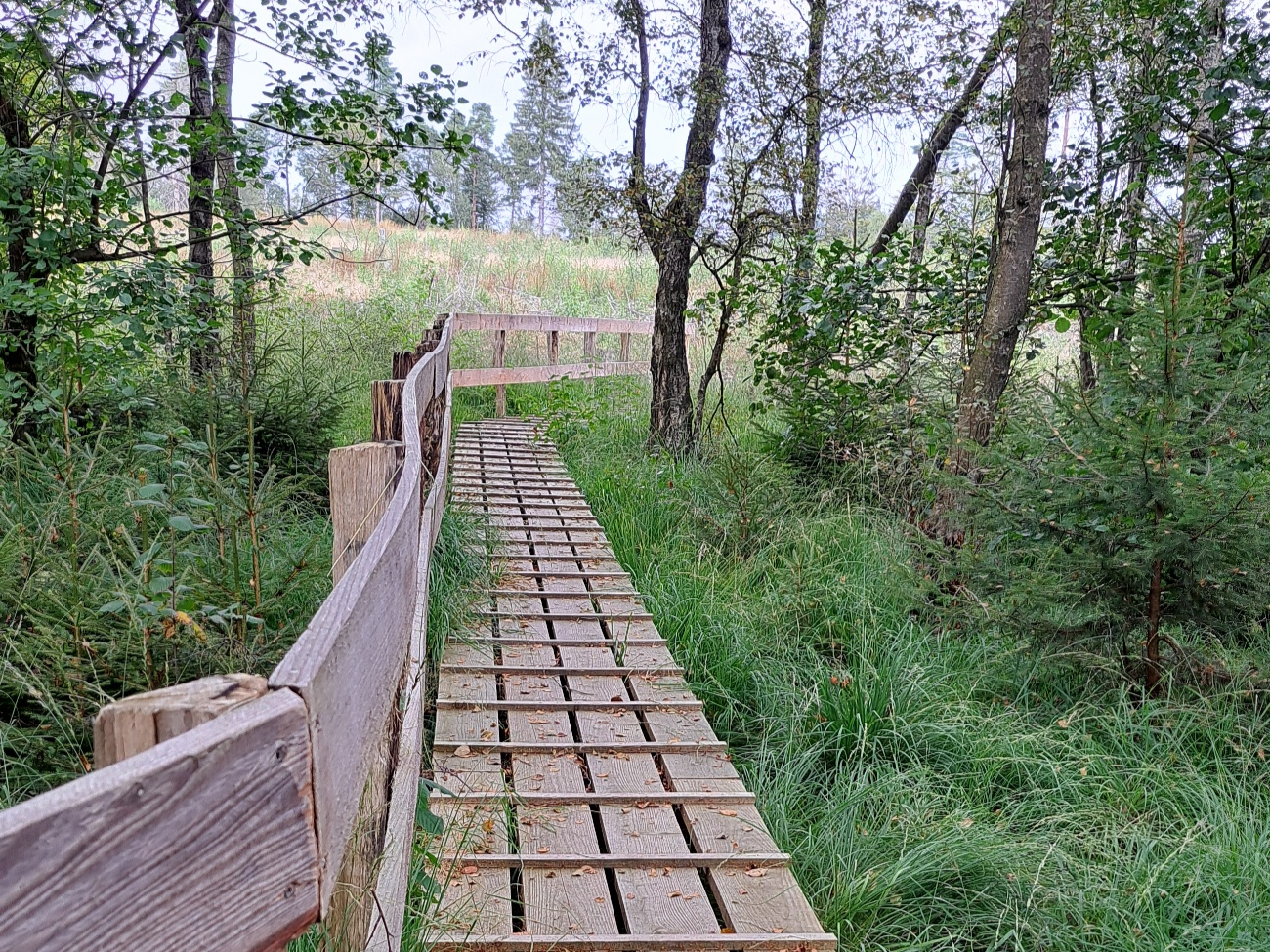 Holzsteg am Piwitt